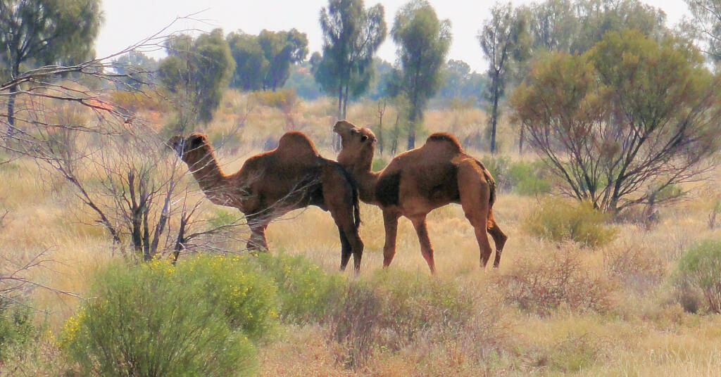 Camel (off the Lassetter Hwy at Uluru)