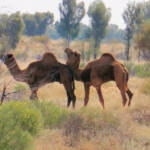 Camel (off the Lassetter Hwy at Uluru)