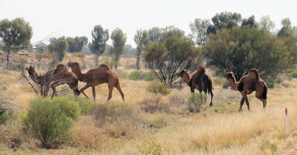 Camel (off the Lassetter Hwy at Uluru)