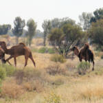 Camel (off the Lassetter Hwy at Uluru)