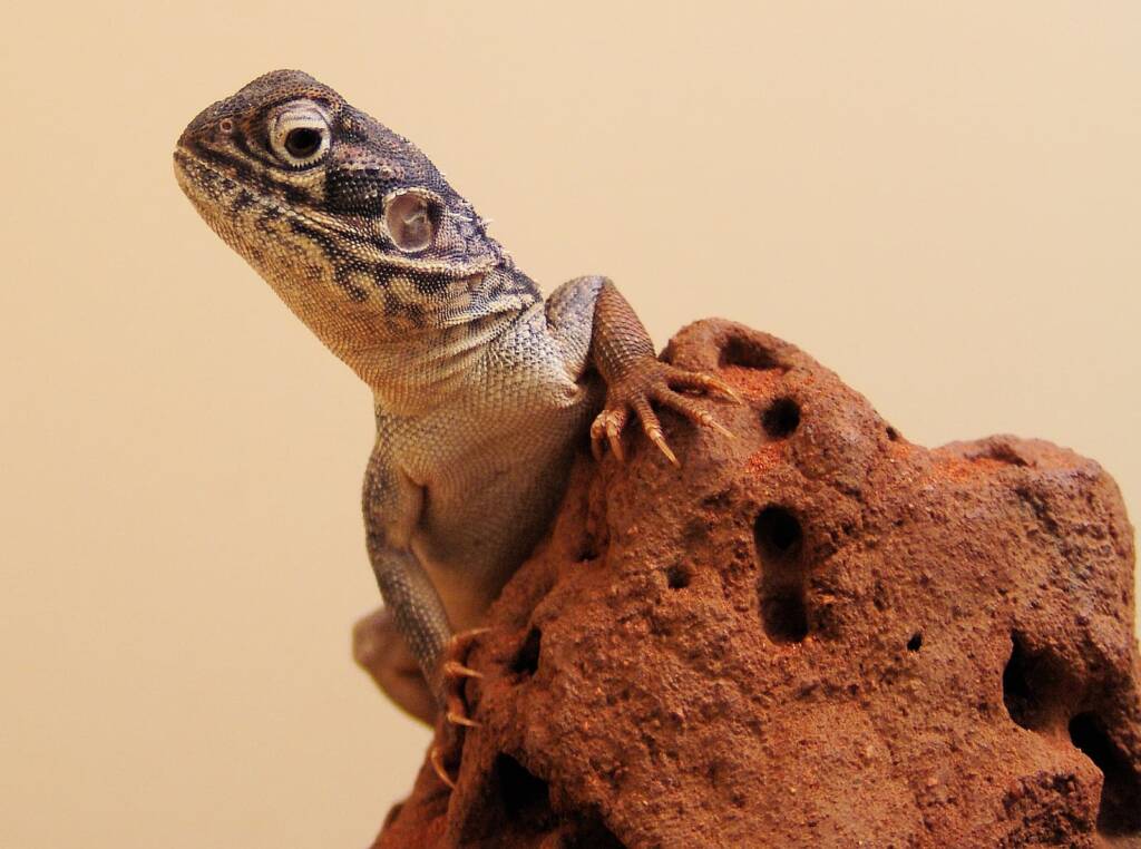 Central Netted Dragon (Ctenophorus nuchalis), Alice Springs Reptile Centre