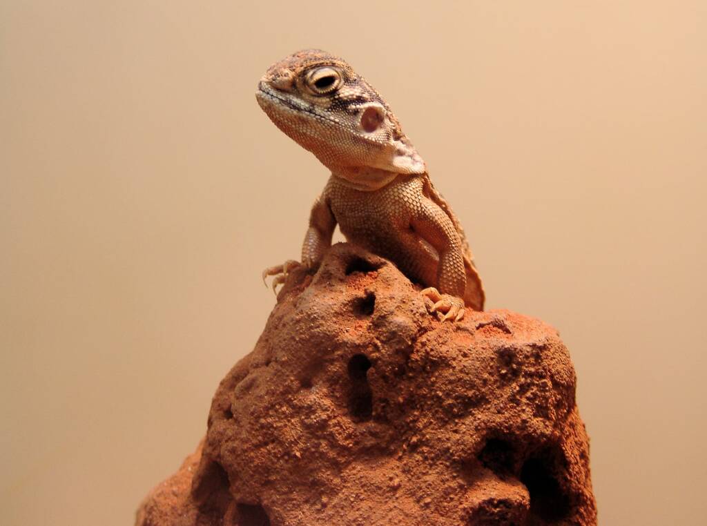Central Netted Dragon (Ctenophorus nuchalis), Alice Springs Reptile Centre