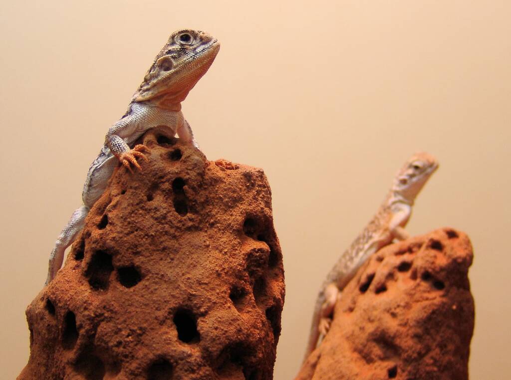 Central Netted Dragon (Ctenophorus nuchalis), Alice Springs Reptile Centre