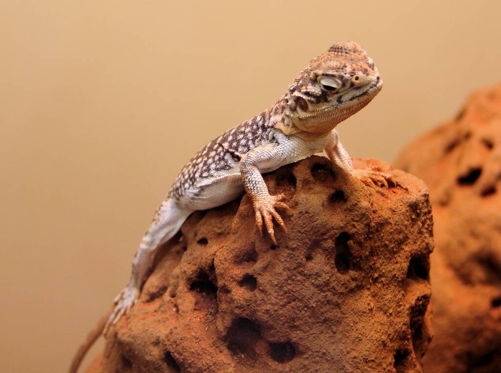 Central Netted Dragon (Ctenophorus nuchalis), Alice Springs Reptile Centre