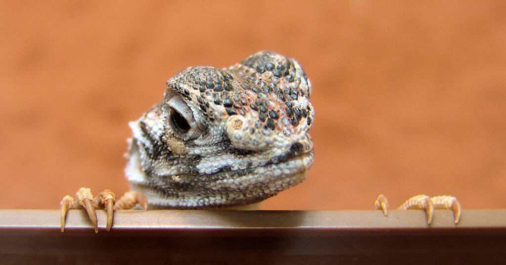 Central Netted Dragon (Ctenophorus nuchalis), Alice Springs Reptile Centre