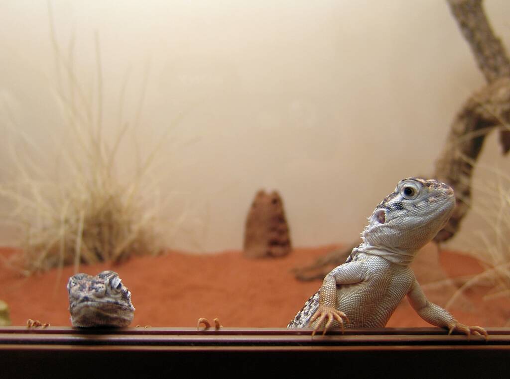 Central Netted Dragon (Ctenophorus nuchalis), Alice Springs Reptile Centre