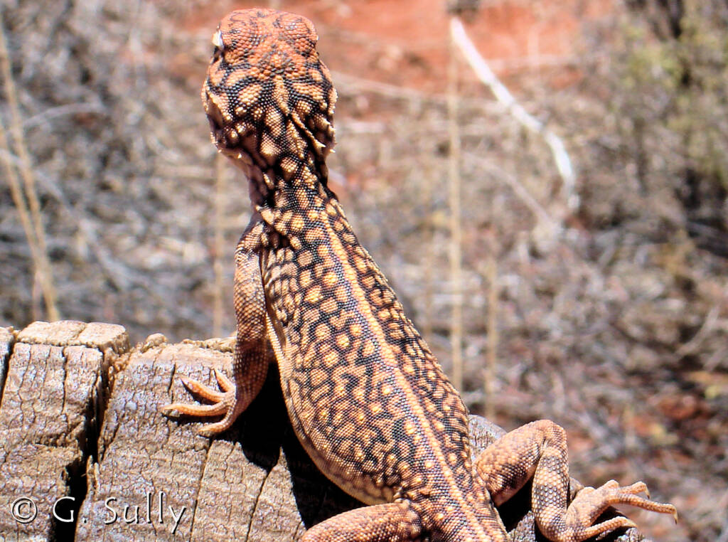 Central Netted Dragon (Ctenophorus nuchalis) at Uluru