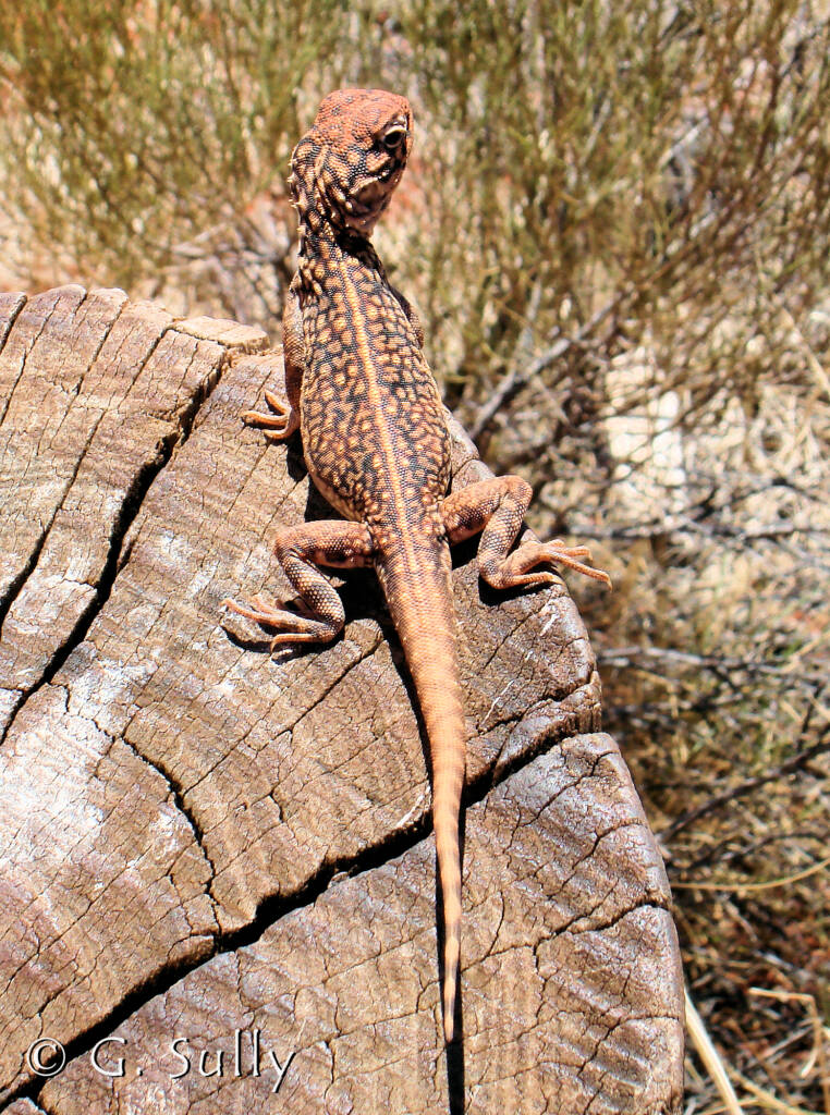 Central Netted Dragon (Ctenophorus nuchalis) at Uluru