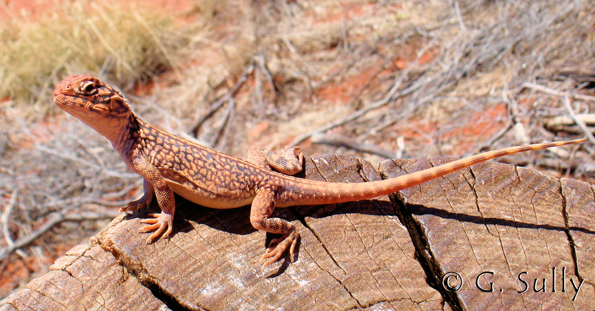 Central Netted Dragon (Ctenophorus nuchalis) at Uluru