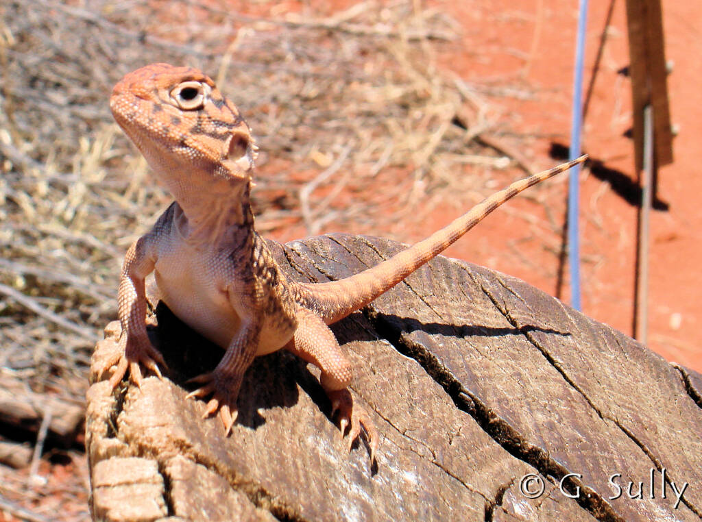 Central Netted Dragon (Ctenophorus nuchalis) at Uluru