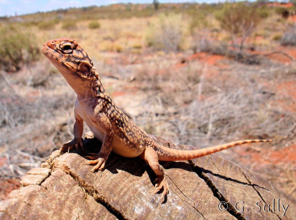 Central Netted Dragon (Ctenophorus nuchalis) at Uluru