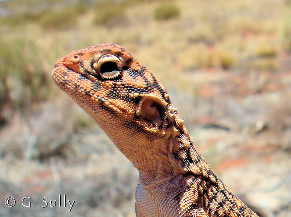 Central Netted Dragon (Ctenophorus nuchalis) at Uluru