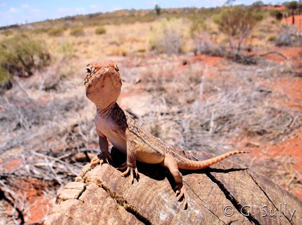 Central Netted Dragon (Ctenophorus nuchalis) at Uluru