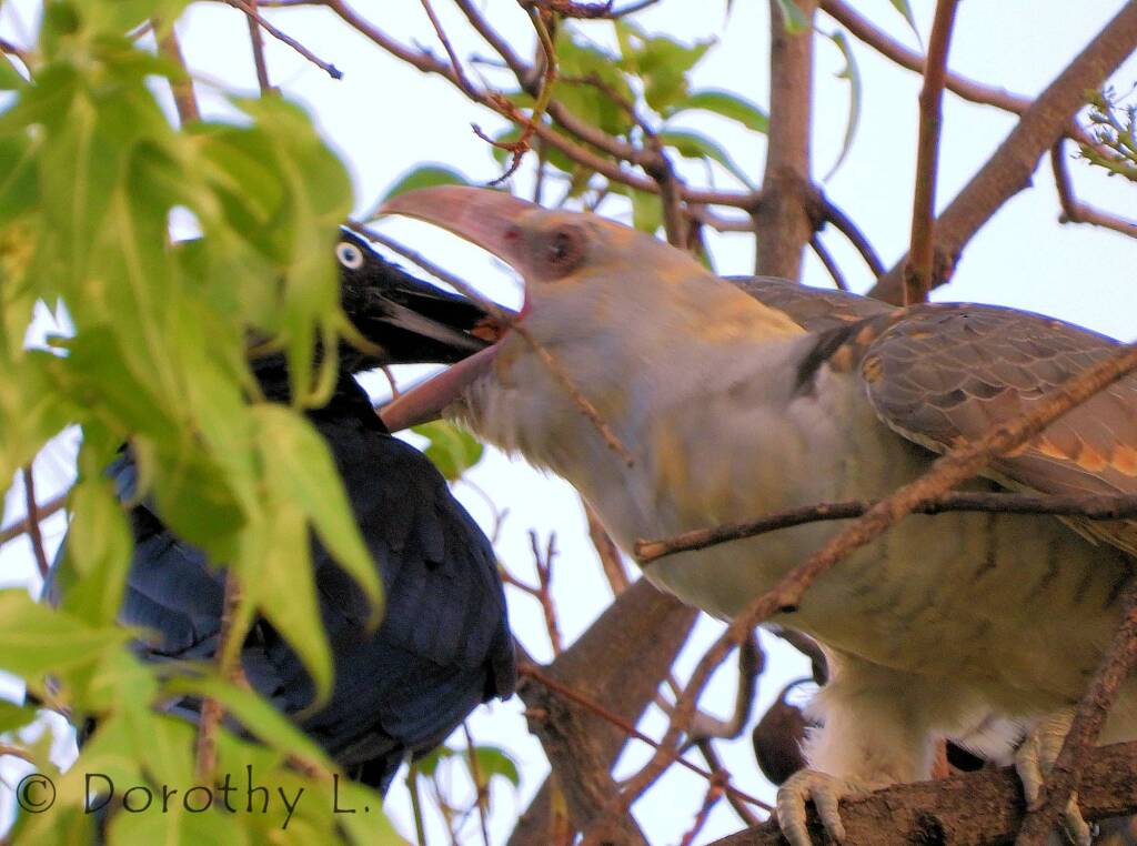 Channel-billed Cuckoo being fed by Torresian Crow