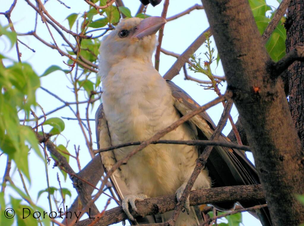 Juvenile Channel-billed Cuckoo