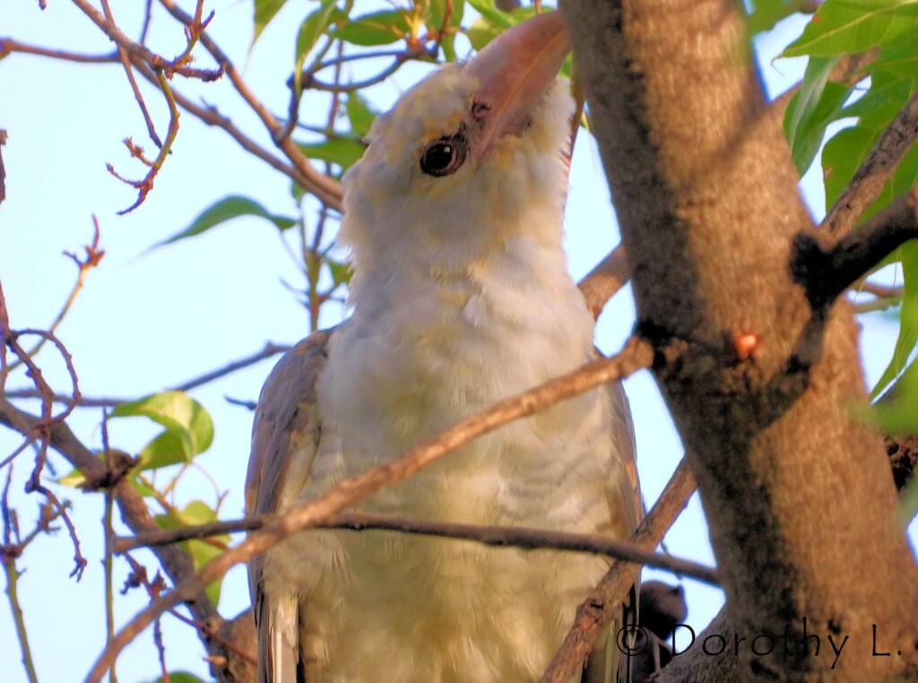 Juvenile Channel-billed Cuckoo