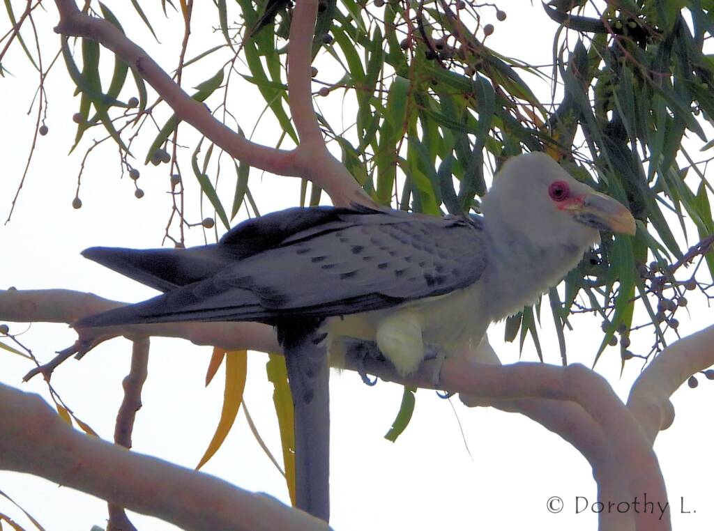 Channel-billed Cuckoo