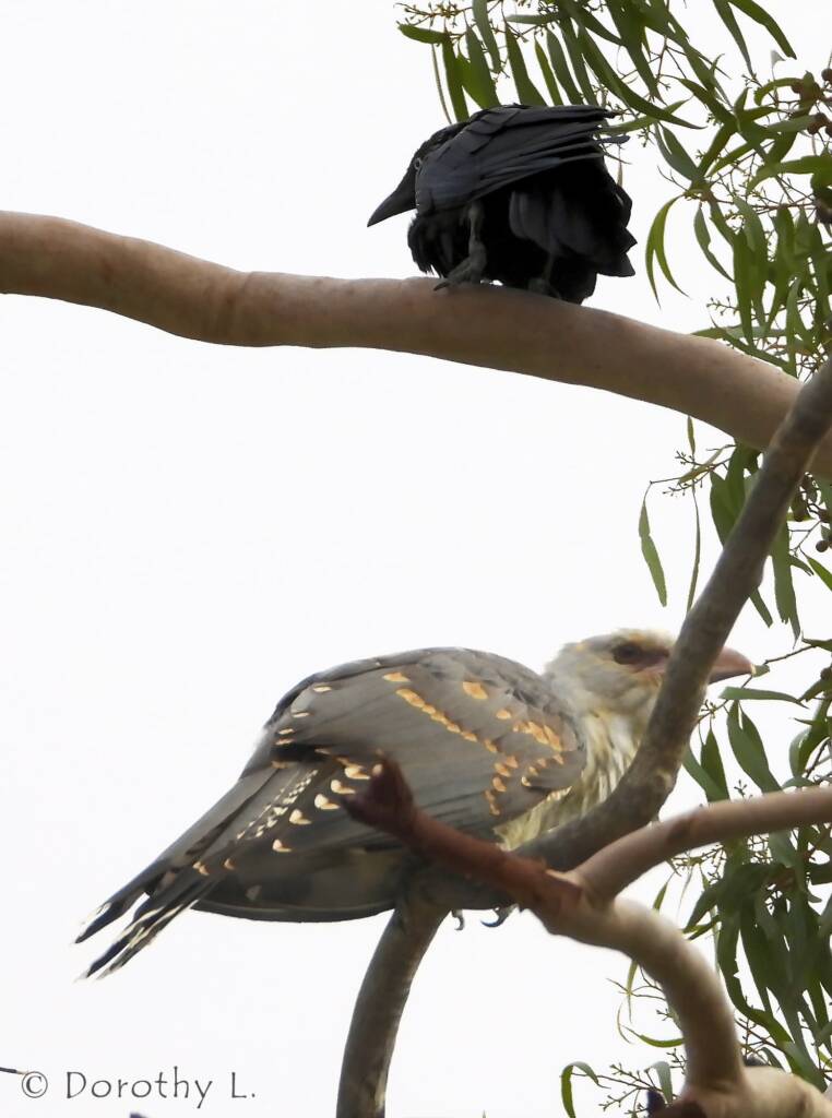 Channel-billed Cuckoo with foster parent Torresian Crow