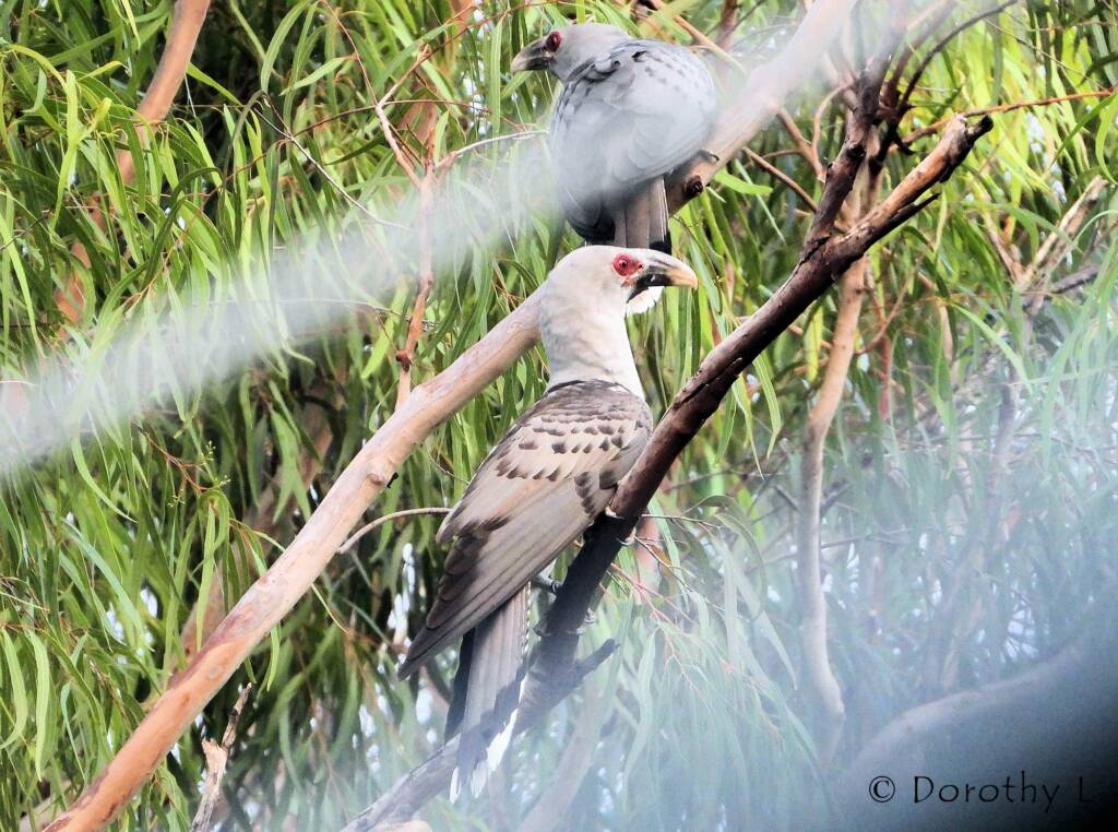 Parent Channel-billed Cuckoos