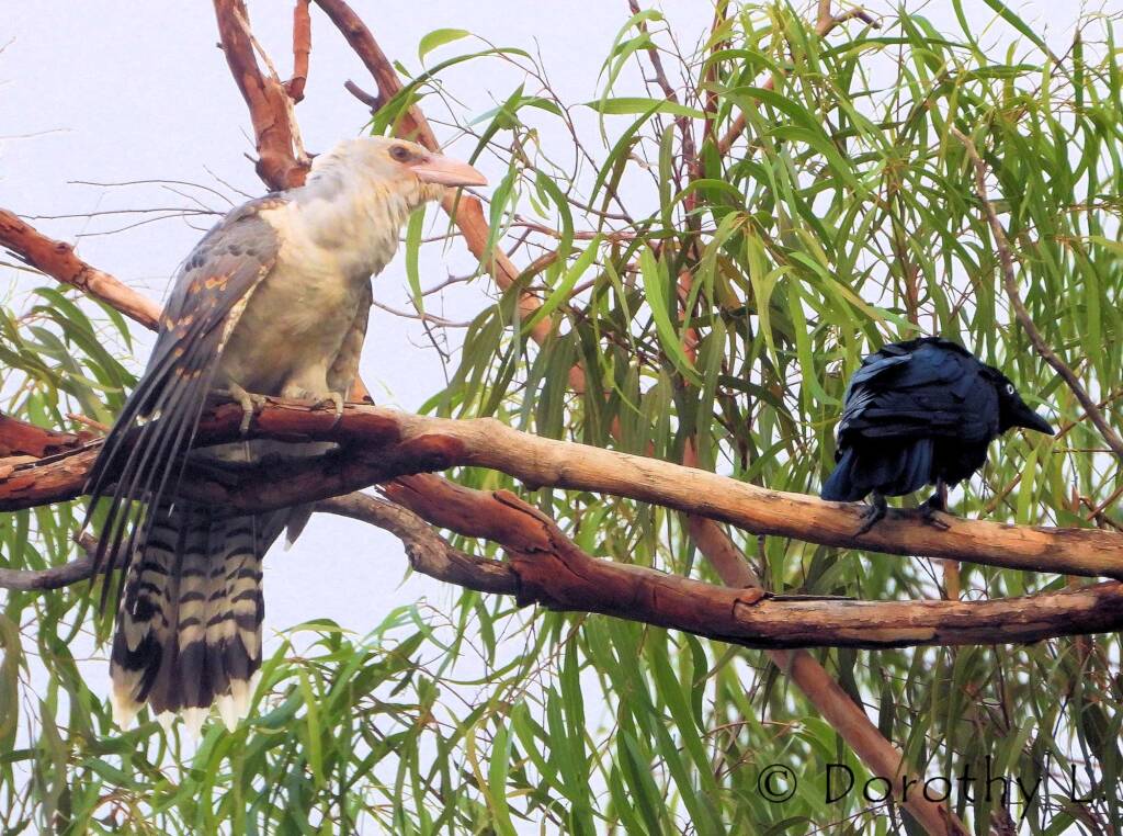 Channel-billed Cuckoo with foster parent Torresian Crow