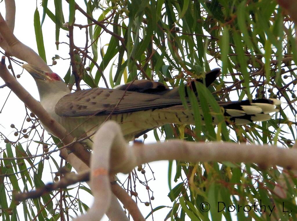 Channel-billed Cuckoo