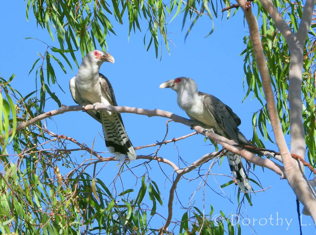 Adult Channel-billed Cuckoos