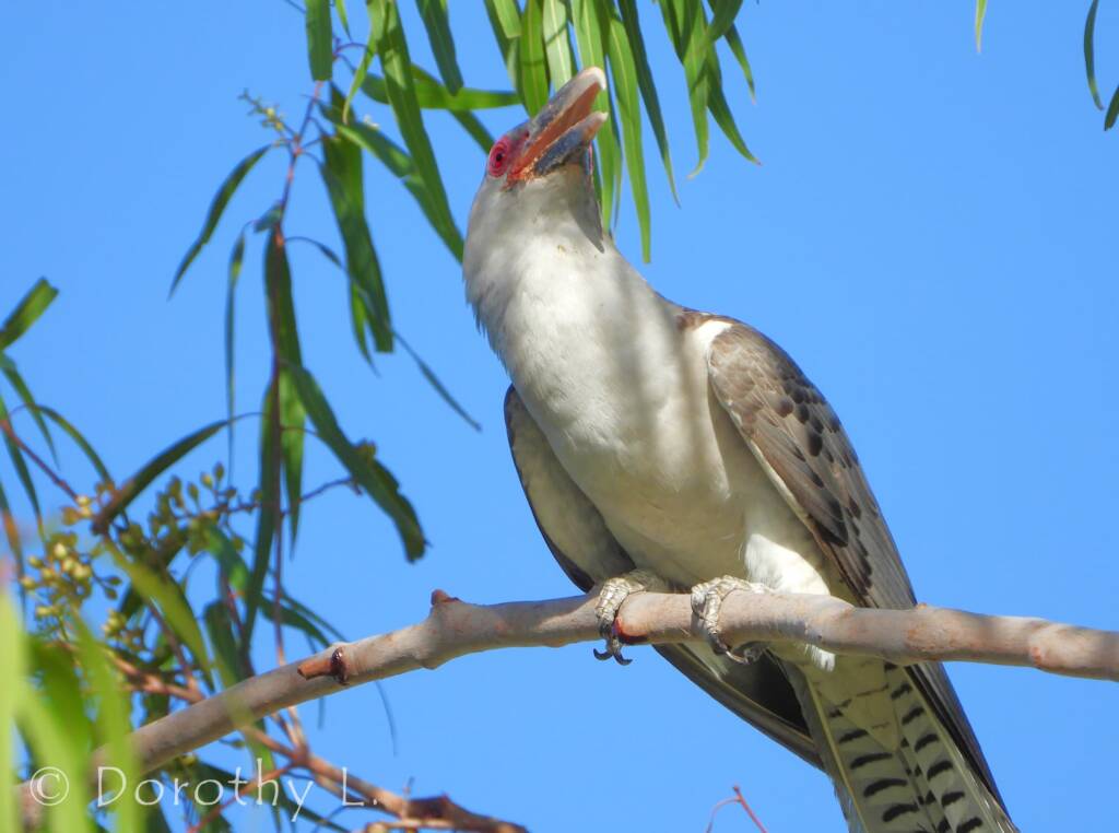 Adult Channel-billed Cuckoo