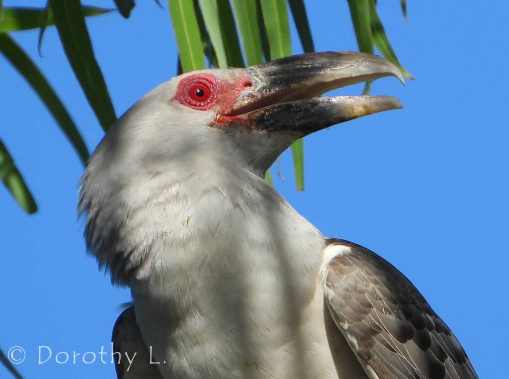 Adult Channel-billed Cuckoo