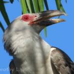 Adult Channel-billed Cuckoo