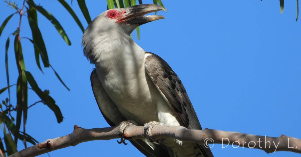 Adult Channel-billed Cuckoo