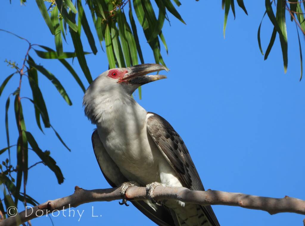 Adult Channel-billed Cuckoo