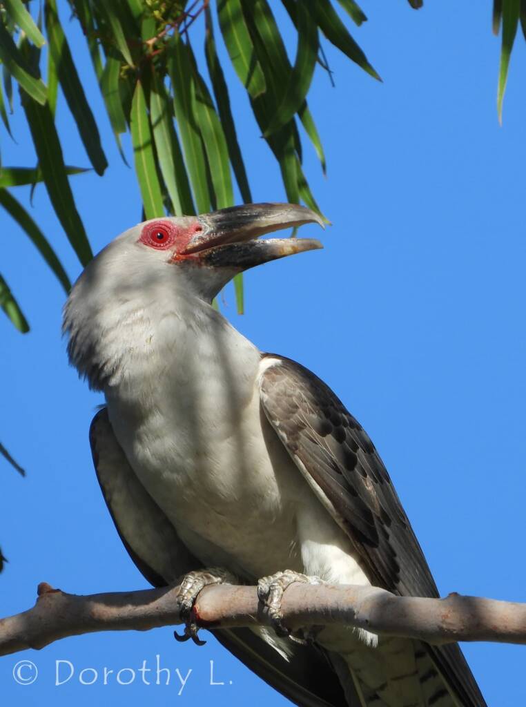 Adult Channel-billed Cuckoo