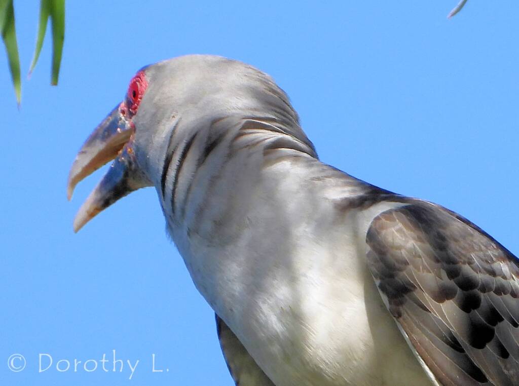 Wind ruffling neck feathers of the Adult Channel-billed Cuckoo