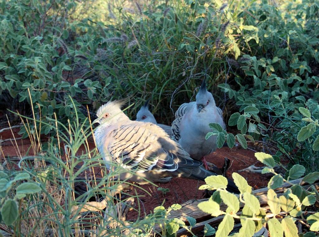 Crested Pigeons (Ocyphaps lophotes) at Uluru