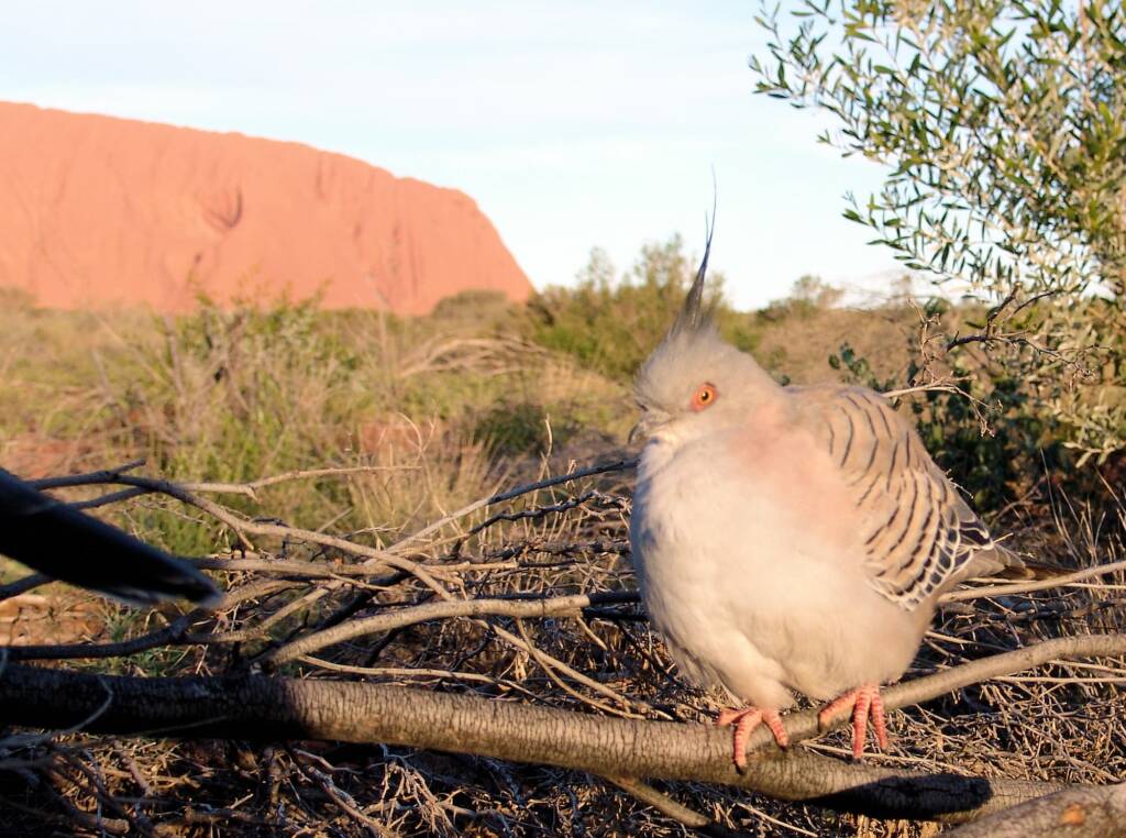 Crested Pigeons (Ocyphaps lophotes) at Uluru