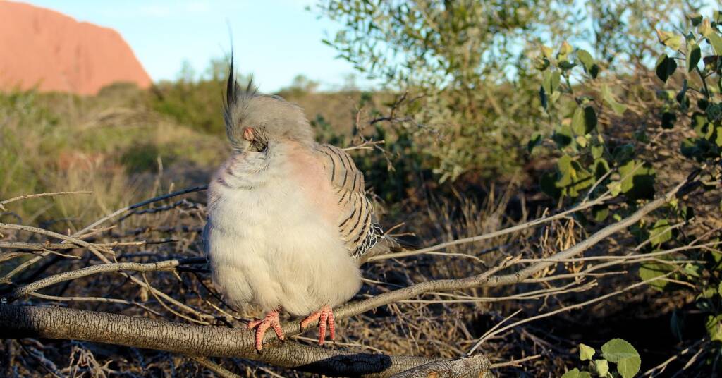 Crested Pigeons (Ocyphaps lophotes) at Uluru