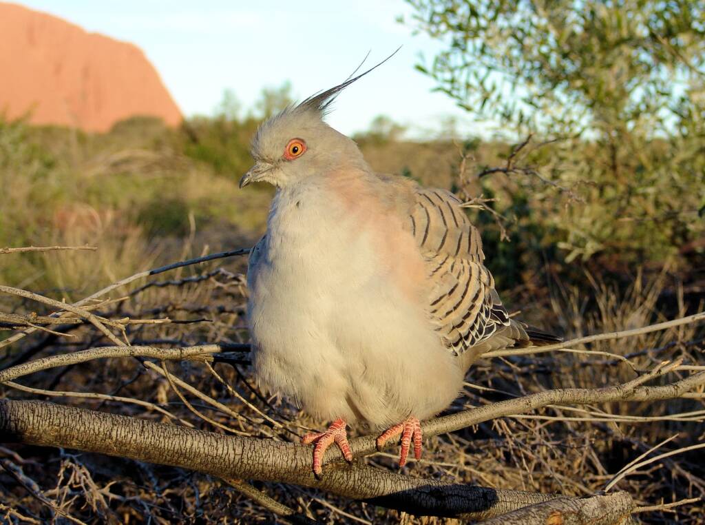 Crested Pigeons (Ocyphaps lophotes) at Uluru