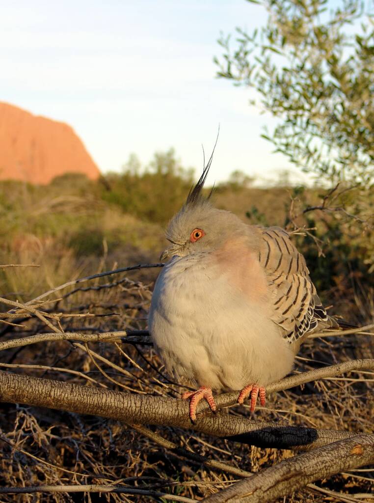 Crested Pigeons (Ocyphaps lophotes) at Uluru