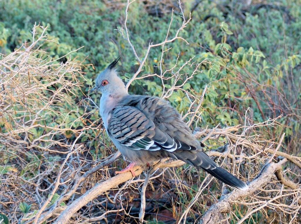Crested Pigeons (Ocyphaps lophotes) at Uluru