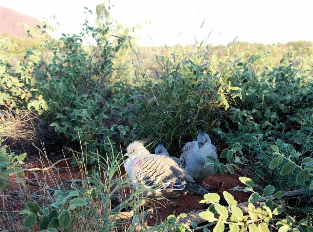 Crested Pigeons (Ocyphaps lophotes) at Uluru