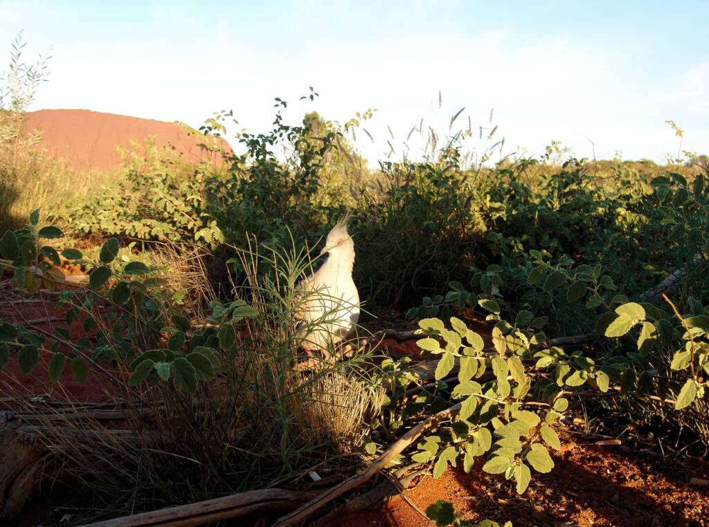 Crested Pigeons (Ocyphaps lophotes) at Uluru