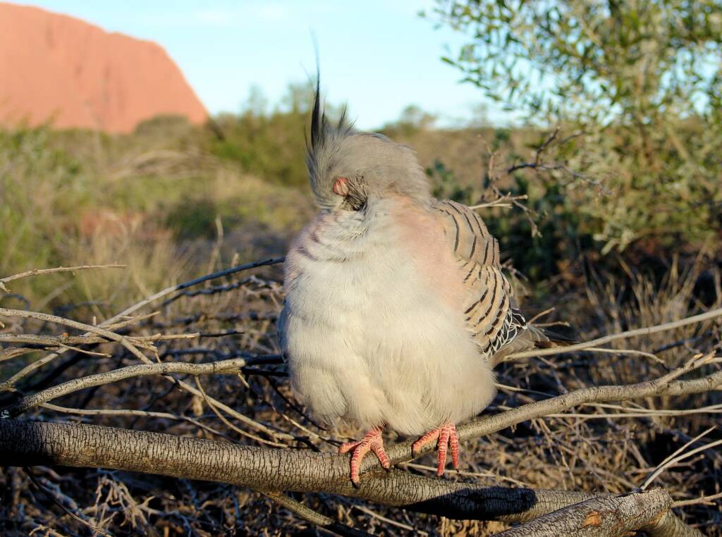 Crested Pigeons (Ocyphaps lophotes) at Uluru