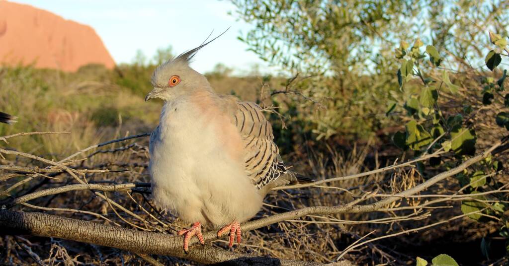 Crested Pigeons (Ocyphaps lophotes) at Uluru