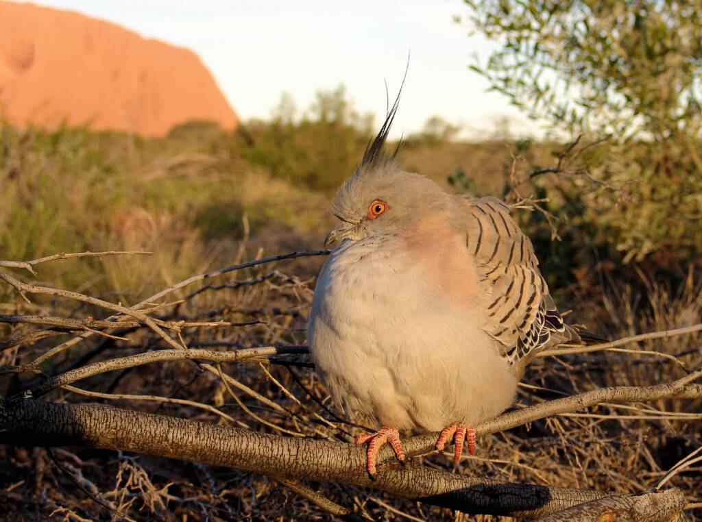 Crested Pigeons (Ocyphaps lophotes) at Uluru