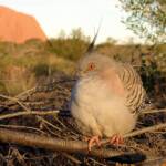 Crested Pigeons (Ocyphaps lophotes) at Uluru