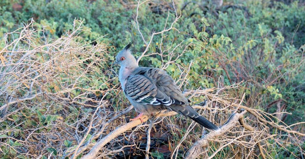 Crested Pigeons (Ocyphaps lophotes) at Uluru