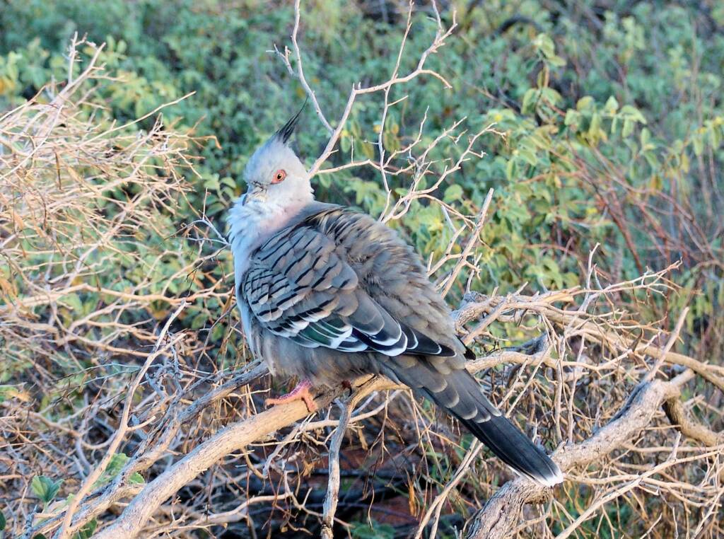 Crested Pigeons (Ocyphaps lophotes) at Uluru