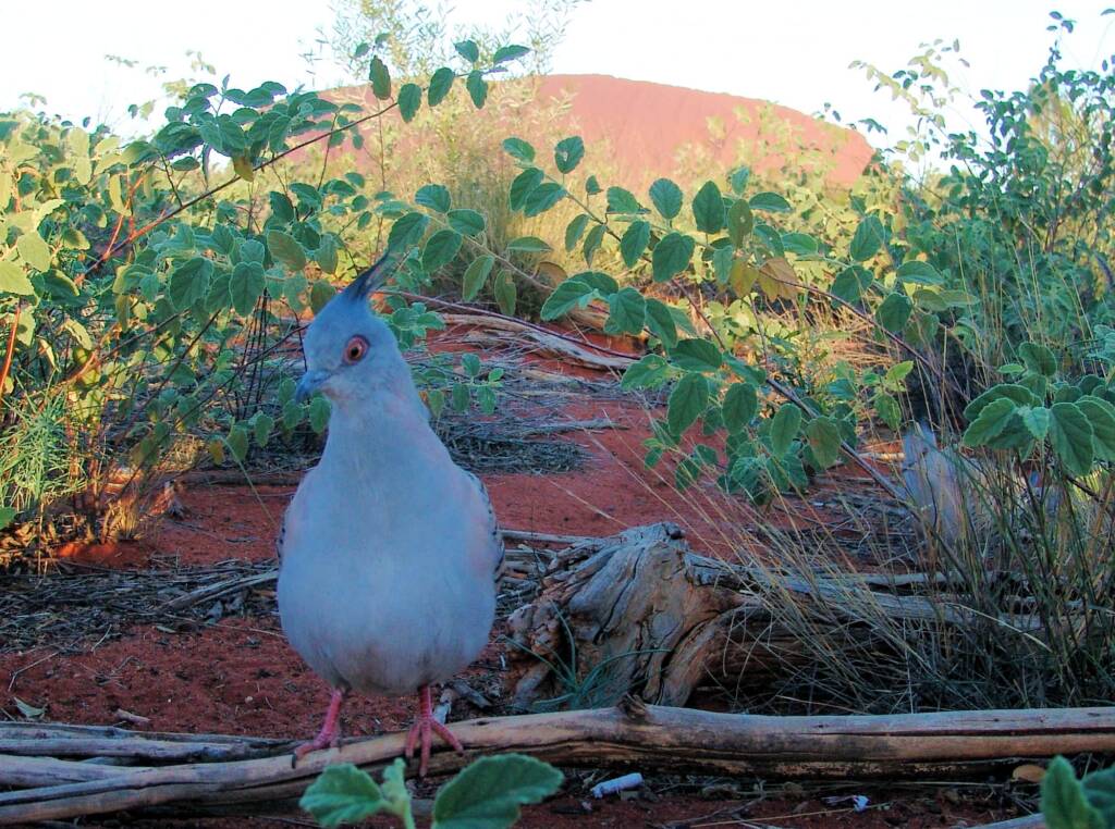Crested Pigeons (Ocyphaps lophotes) at Uluru