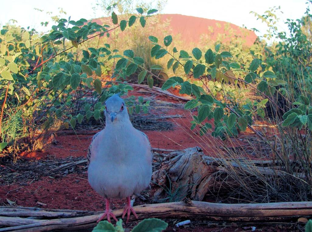 Crested Pigeons (Ocyphaps lophotes) at Uluru