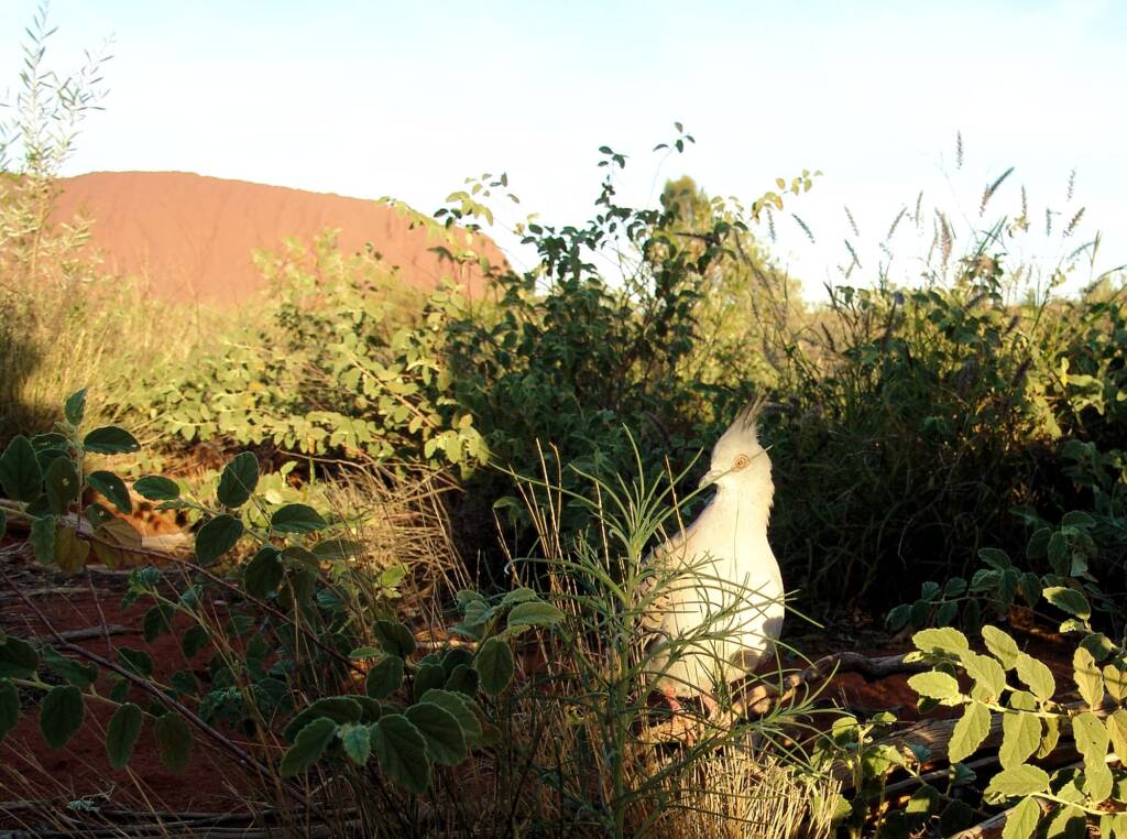 Crested Pigeons (Ocyphaps lophotes) at Uluru